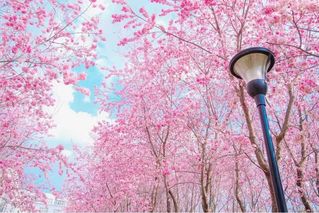 春日暖阳，送你一份樱花味的浪漫